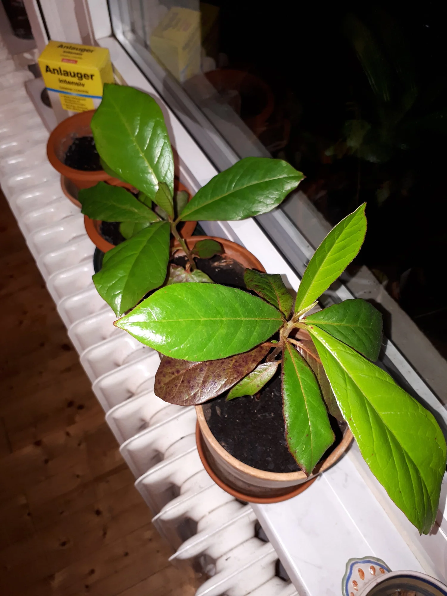 20181206_200004.webp