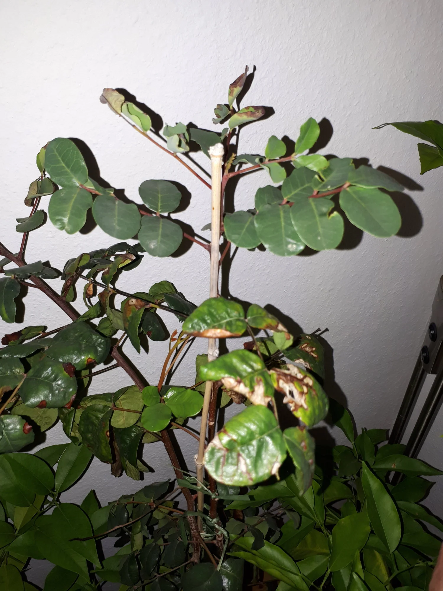 20181206_200037.webp