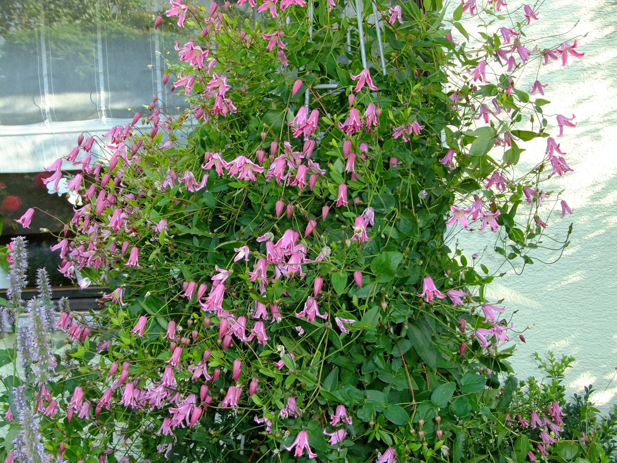 2018_07172018lilien30006.webp