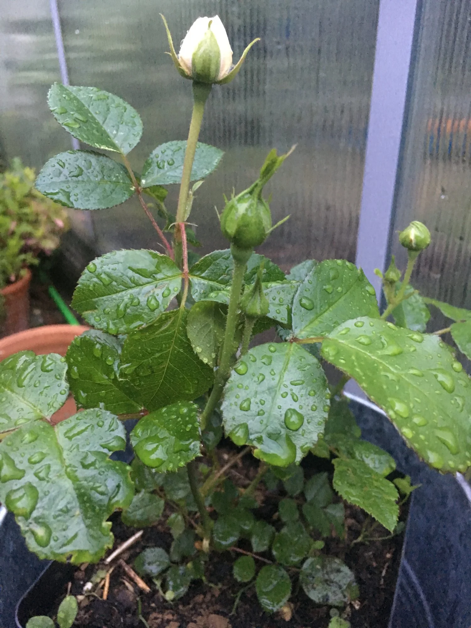 2019-06-09 Artemis.webp