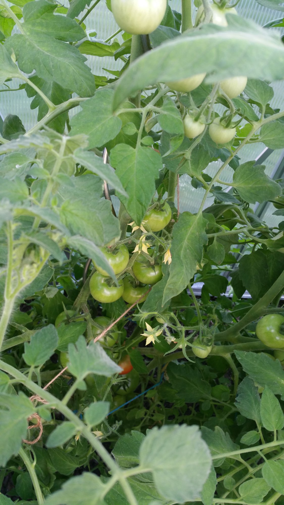 2019 Tomaten 003.jpg