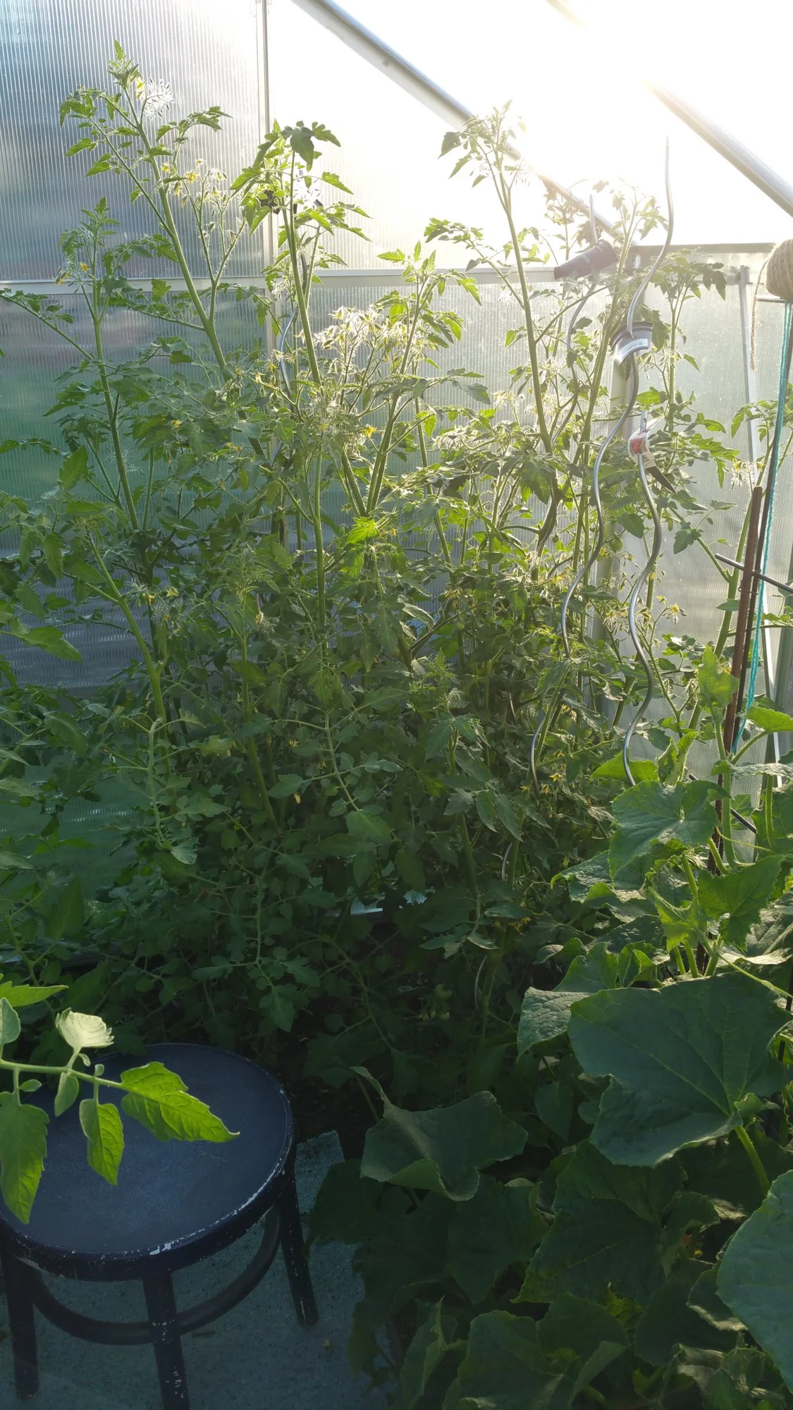 2019 Tomaten 006.webp