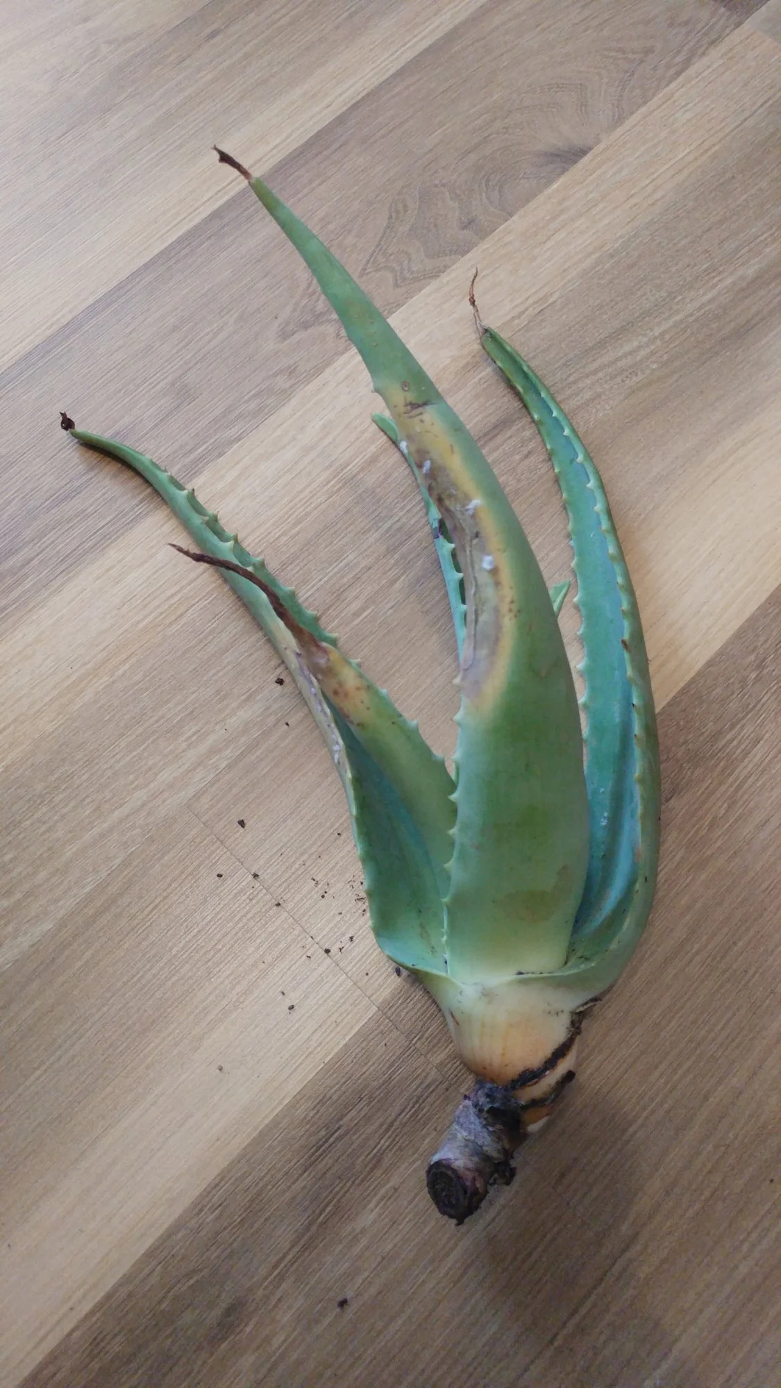 Aloe Vera bildet keine Wurzeln