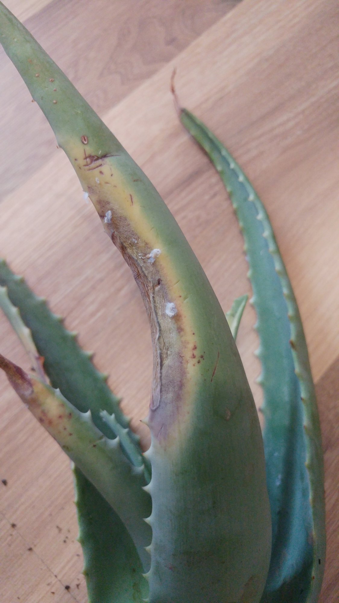 Aloe Vera bildet keine Wurzeln