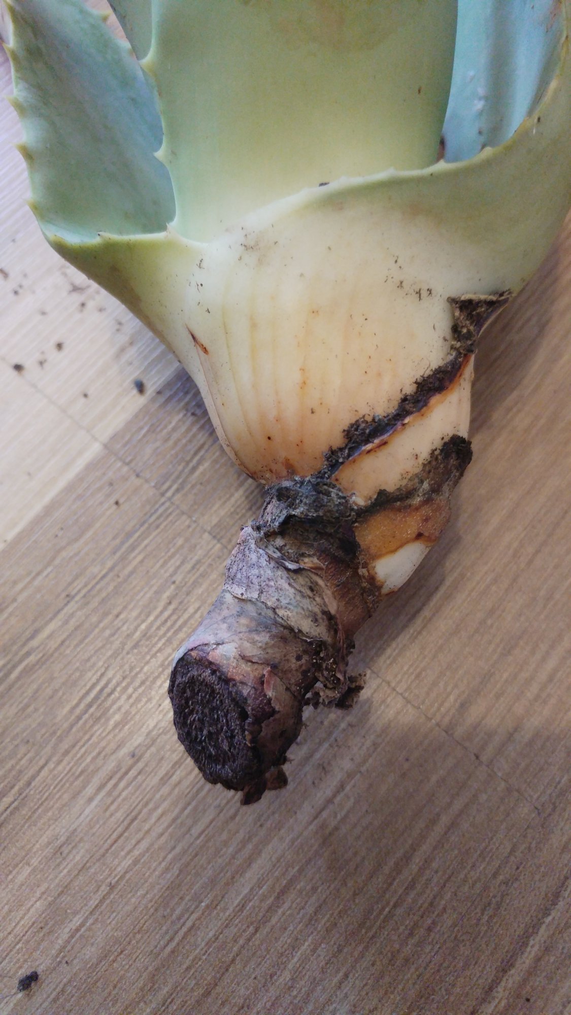 Aloe Vera bildet keine Wurzeln