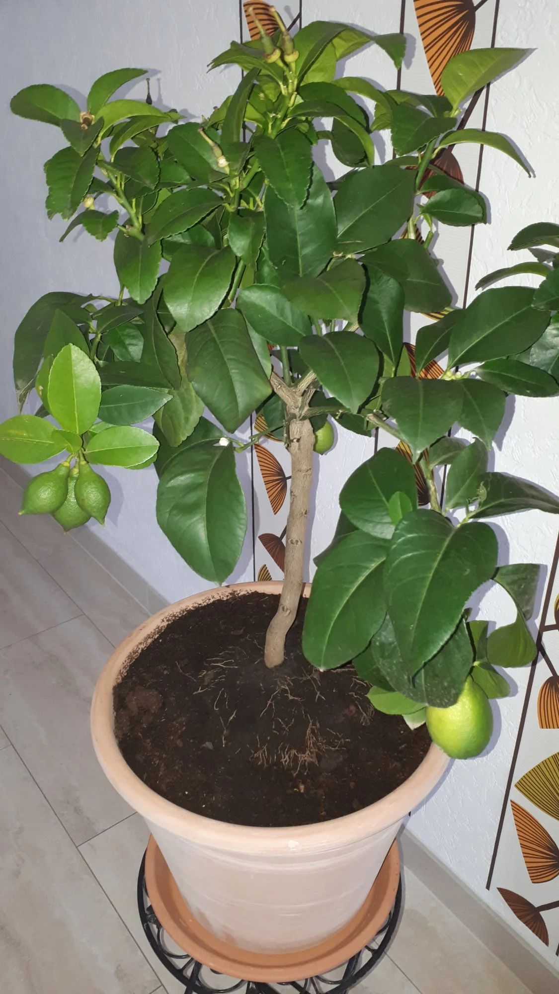 20190206_130953.webp