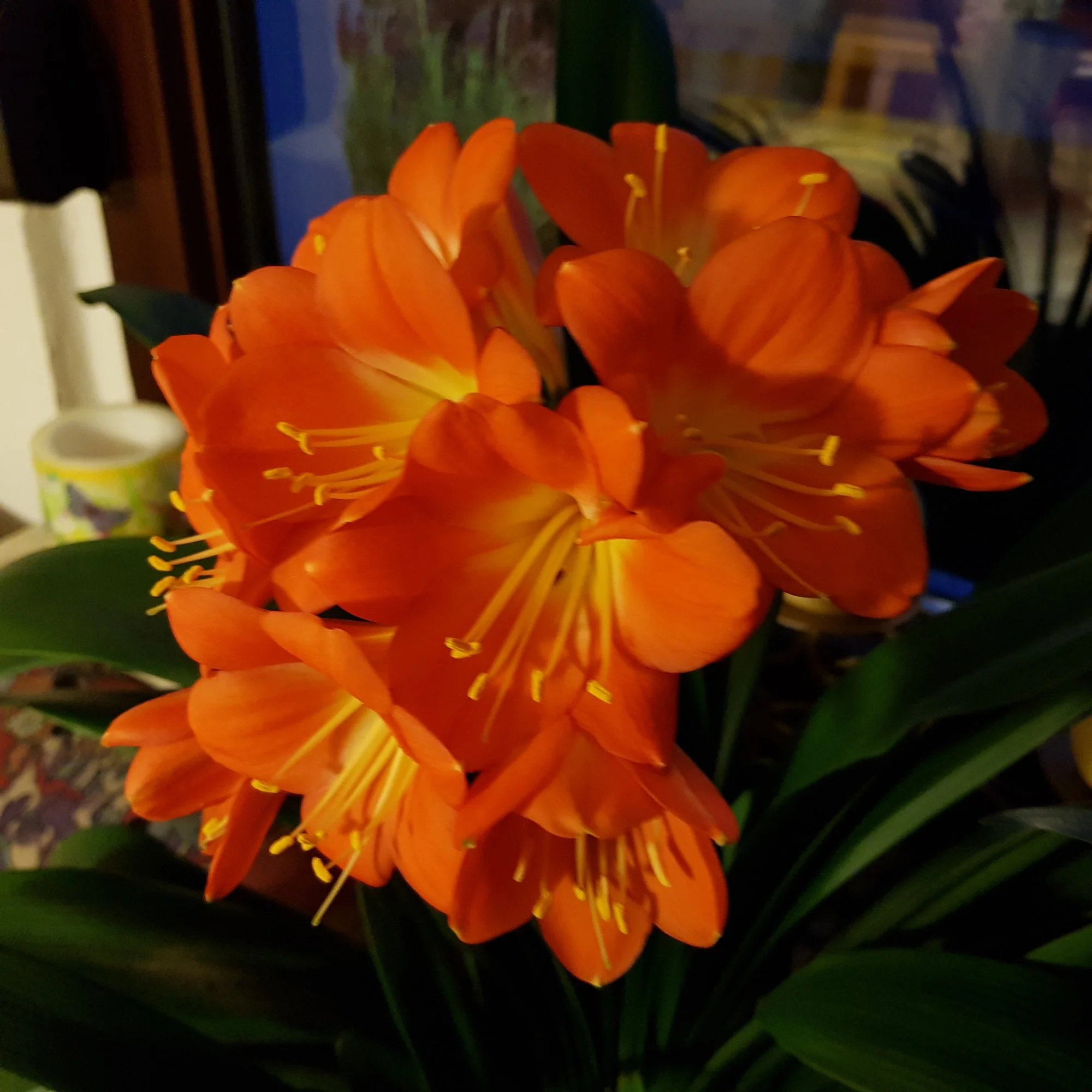 20190327_191137.webp