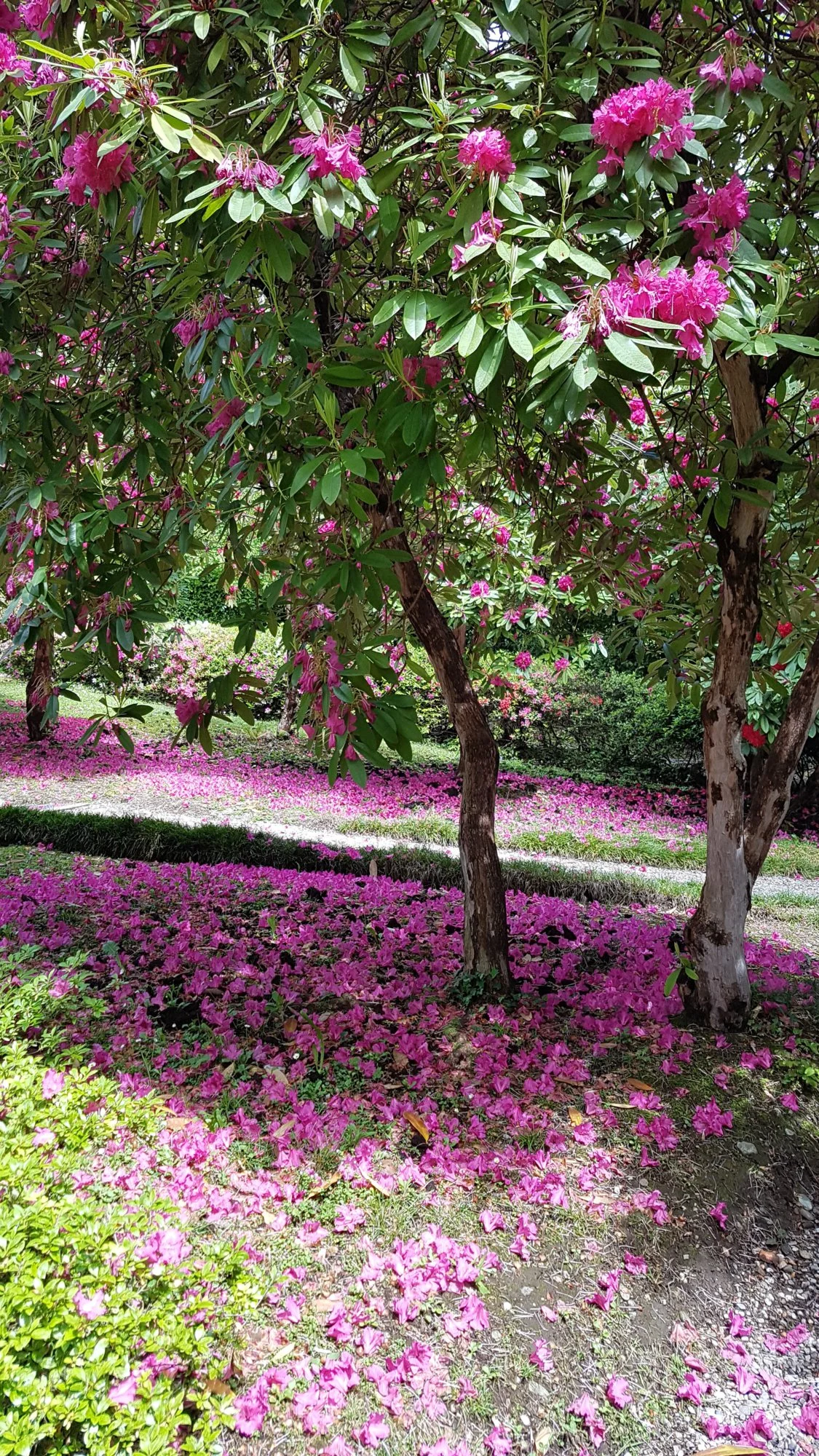 20190425_130325.webp