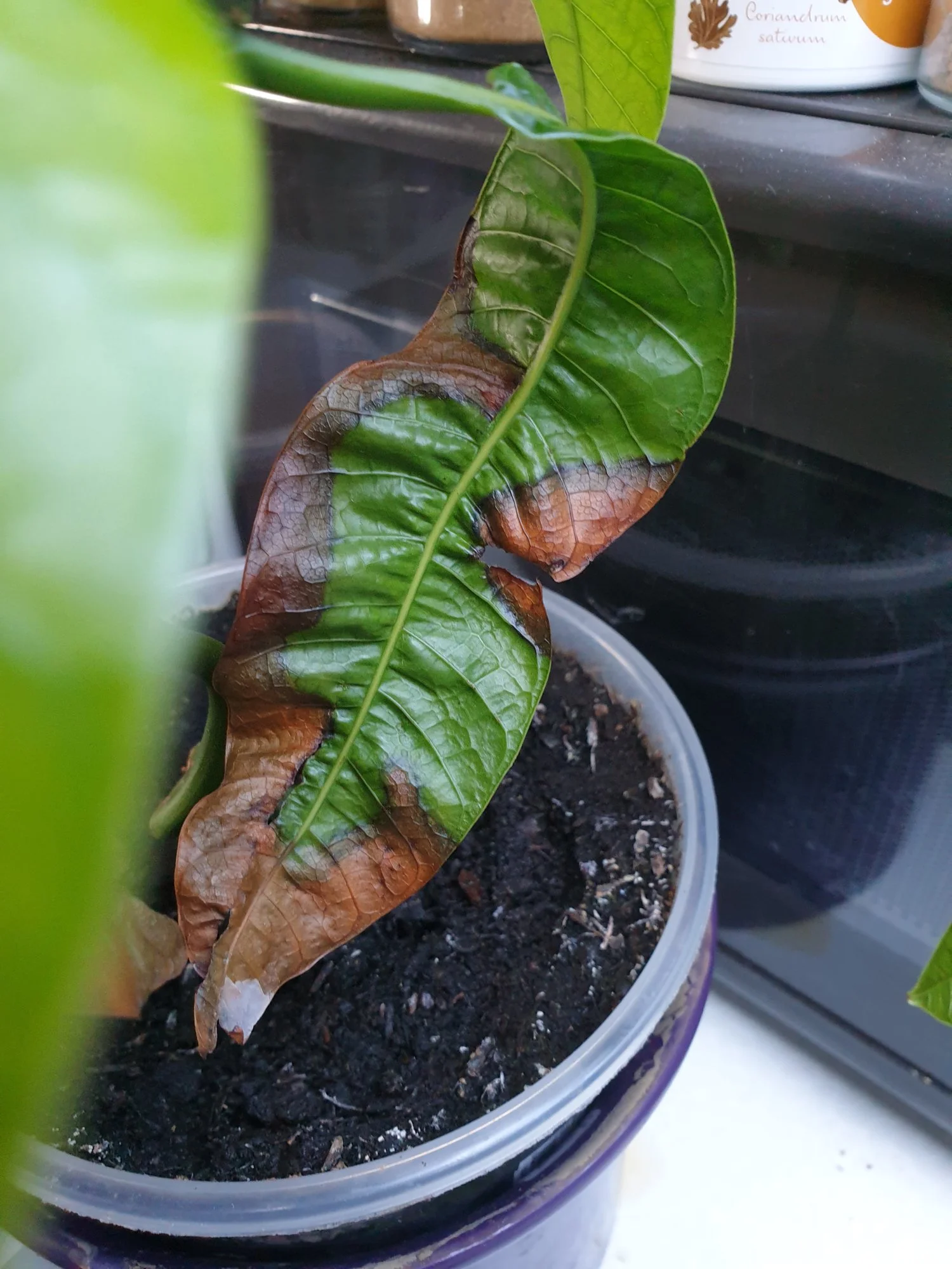 20190430_182954.webp
