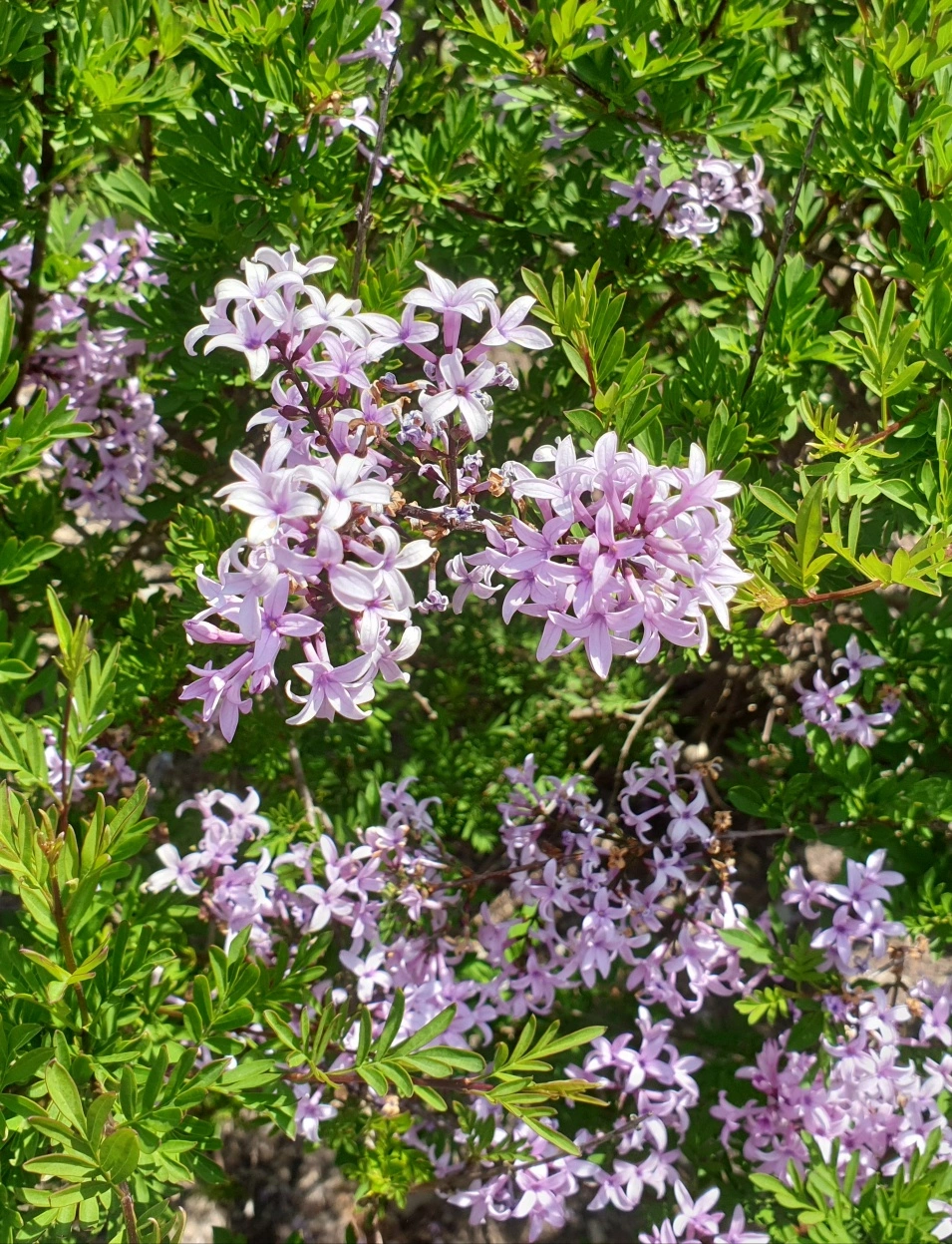 20190502_173028_resized.webp 20190502_173028_resized.webp
