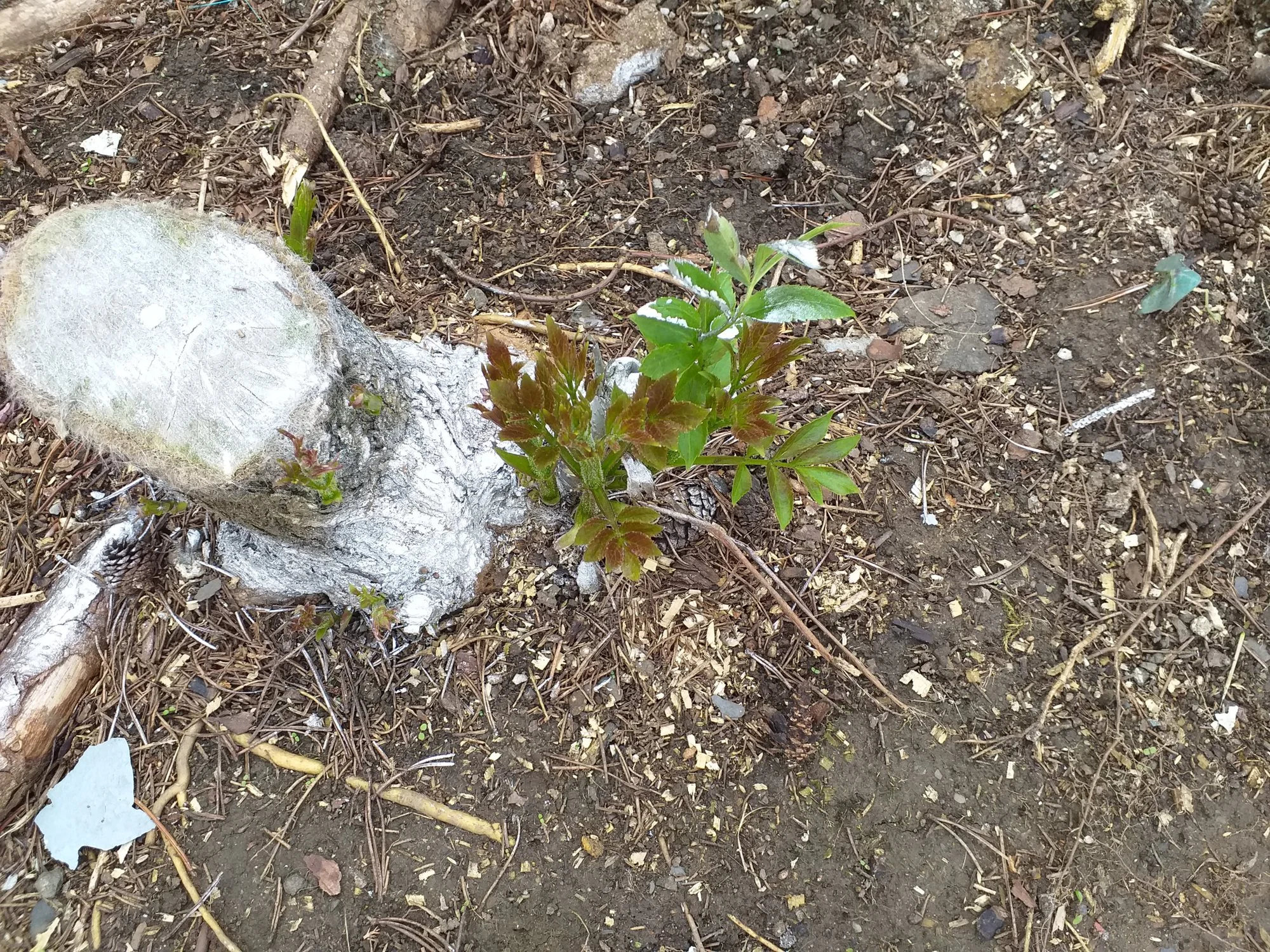 20190526_111432.webp