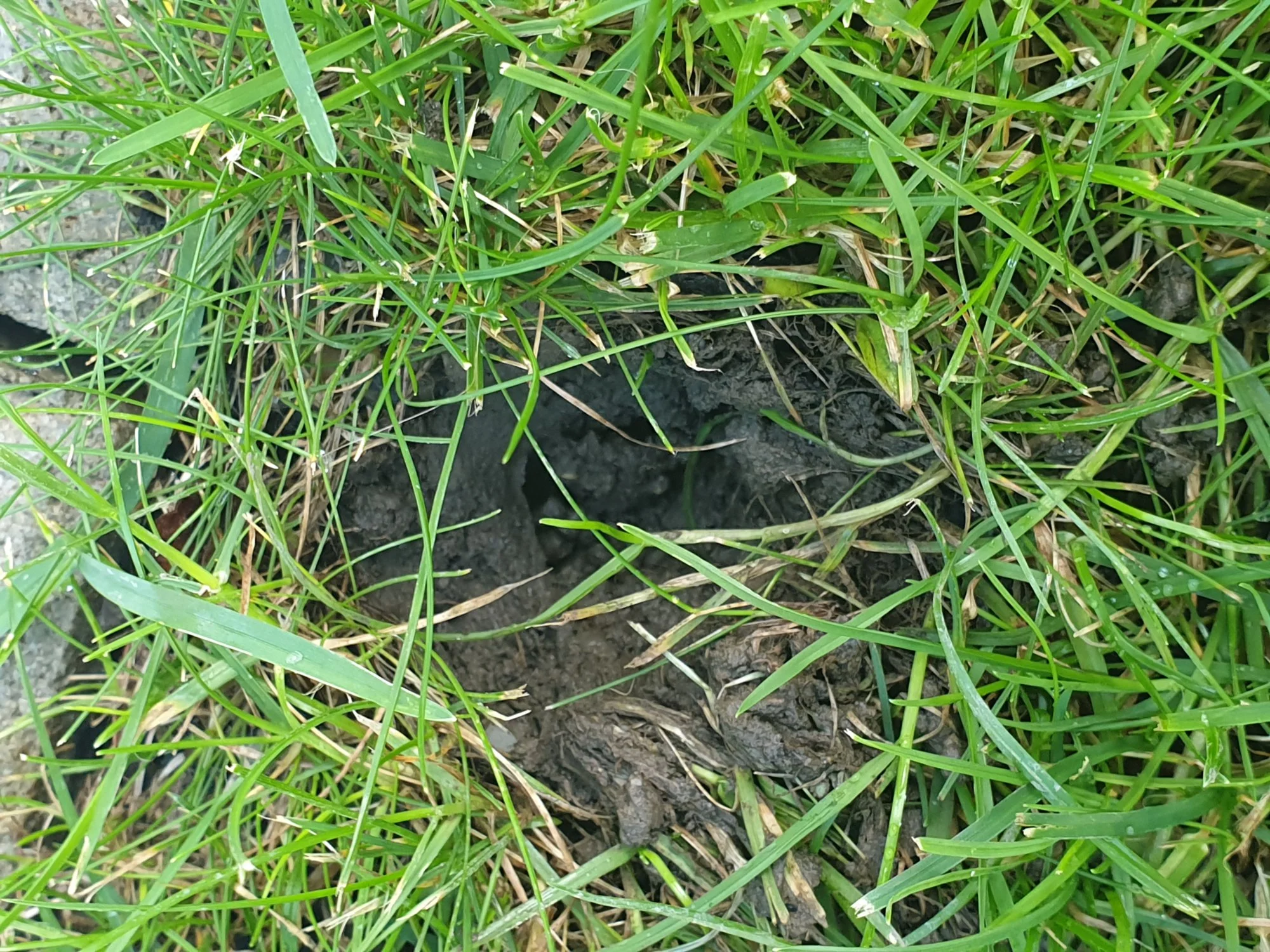 Löcher in der Wiese