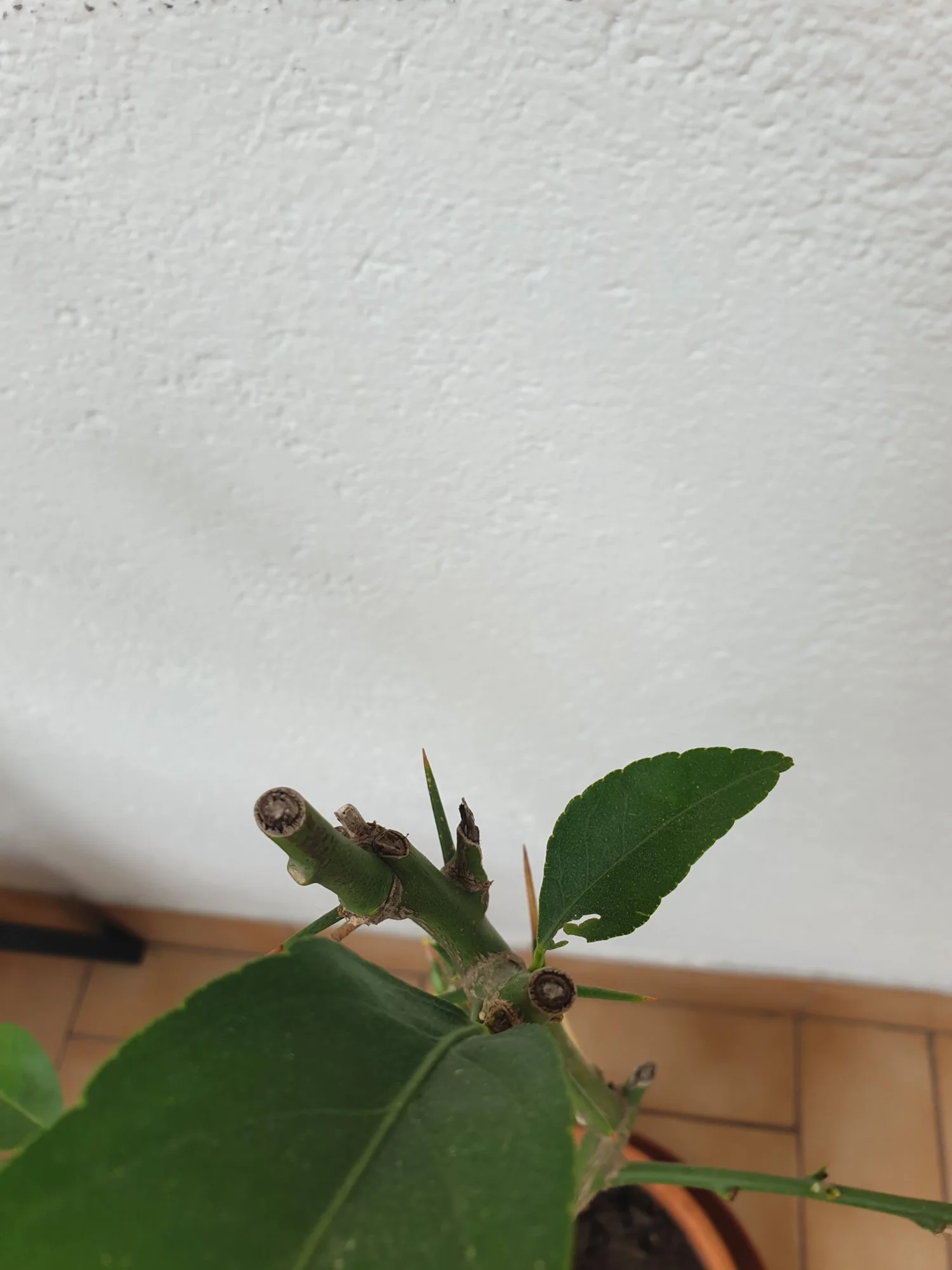 20190606_093242.webp
