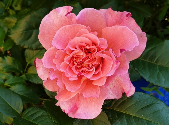 20190609_080343_resized.webp
