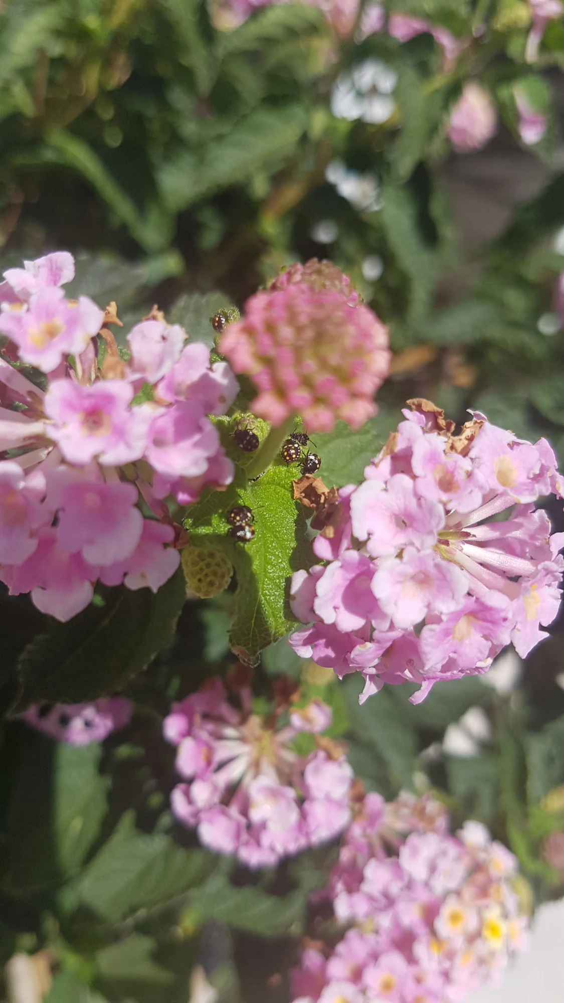 20190611_110801.webp
