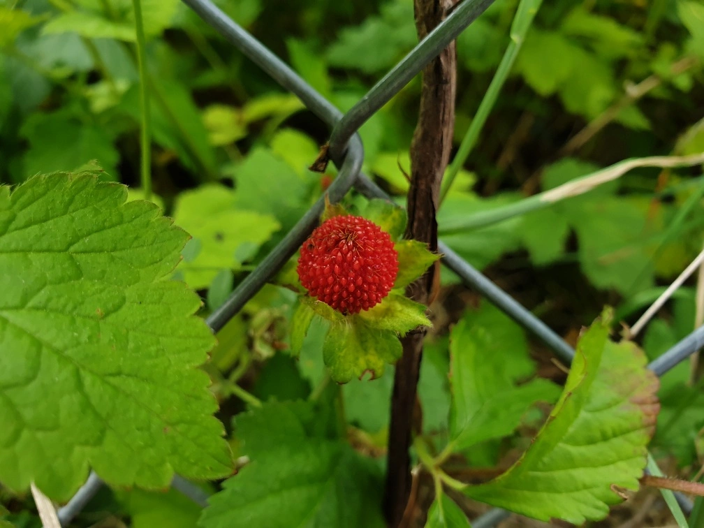 20190615_180447_resized.webp