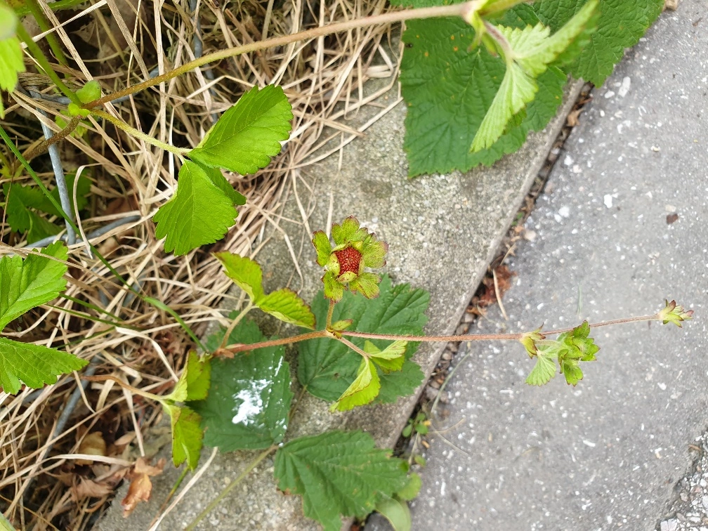 20190615_180501_resized.webp
