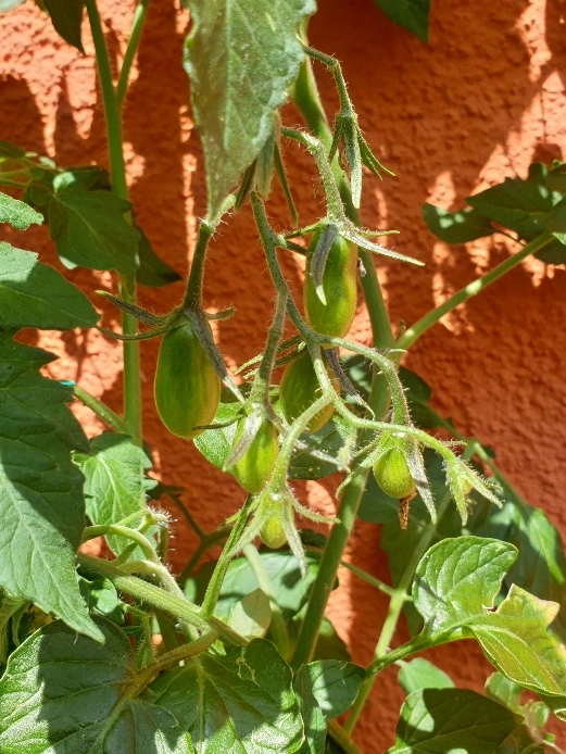 20190616_165407_resized.webp