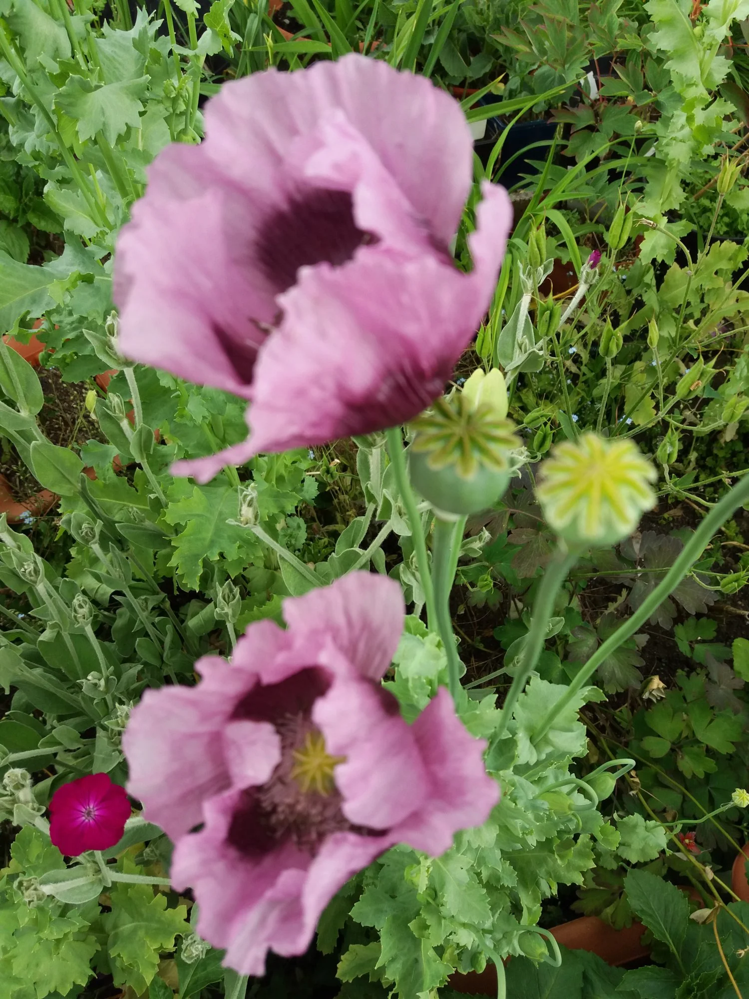 20190620_140905.webp