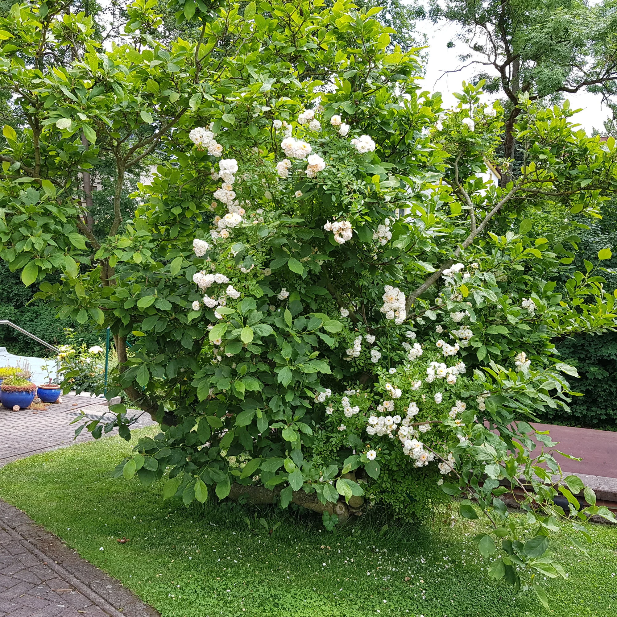 20190621_135133.webp