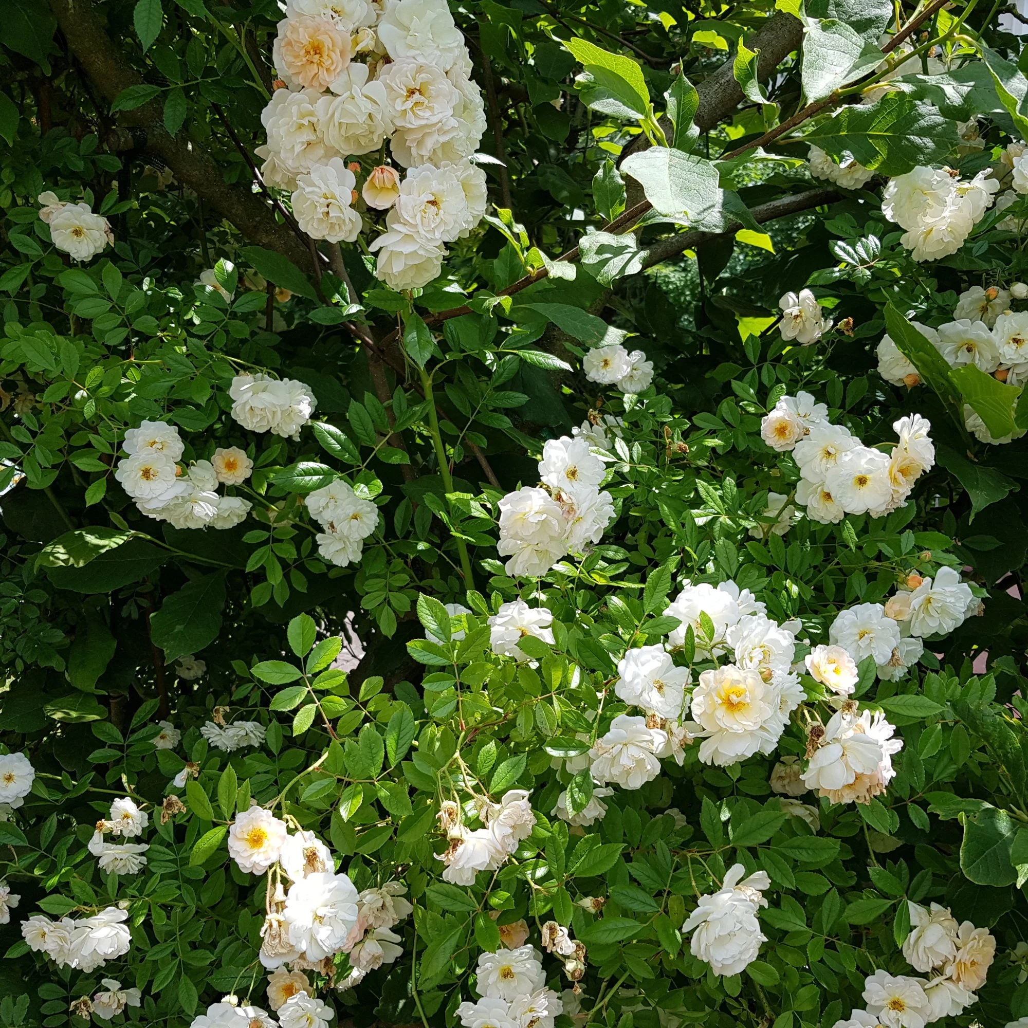 20190621_135412.webp