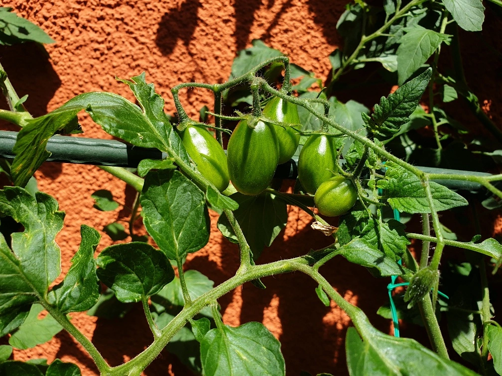 20190625_135516_resized.webp