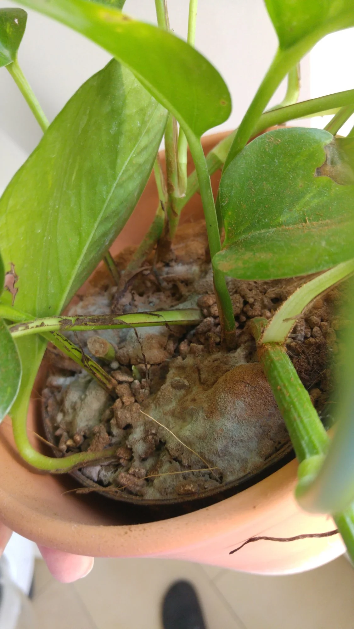 20190625_174555.webp