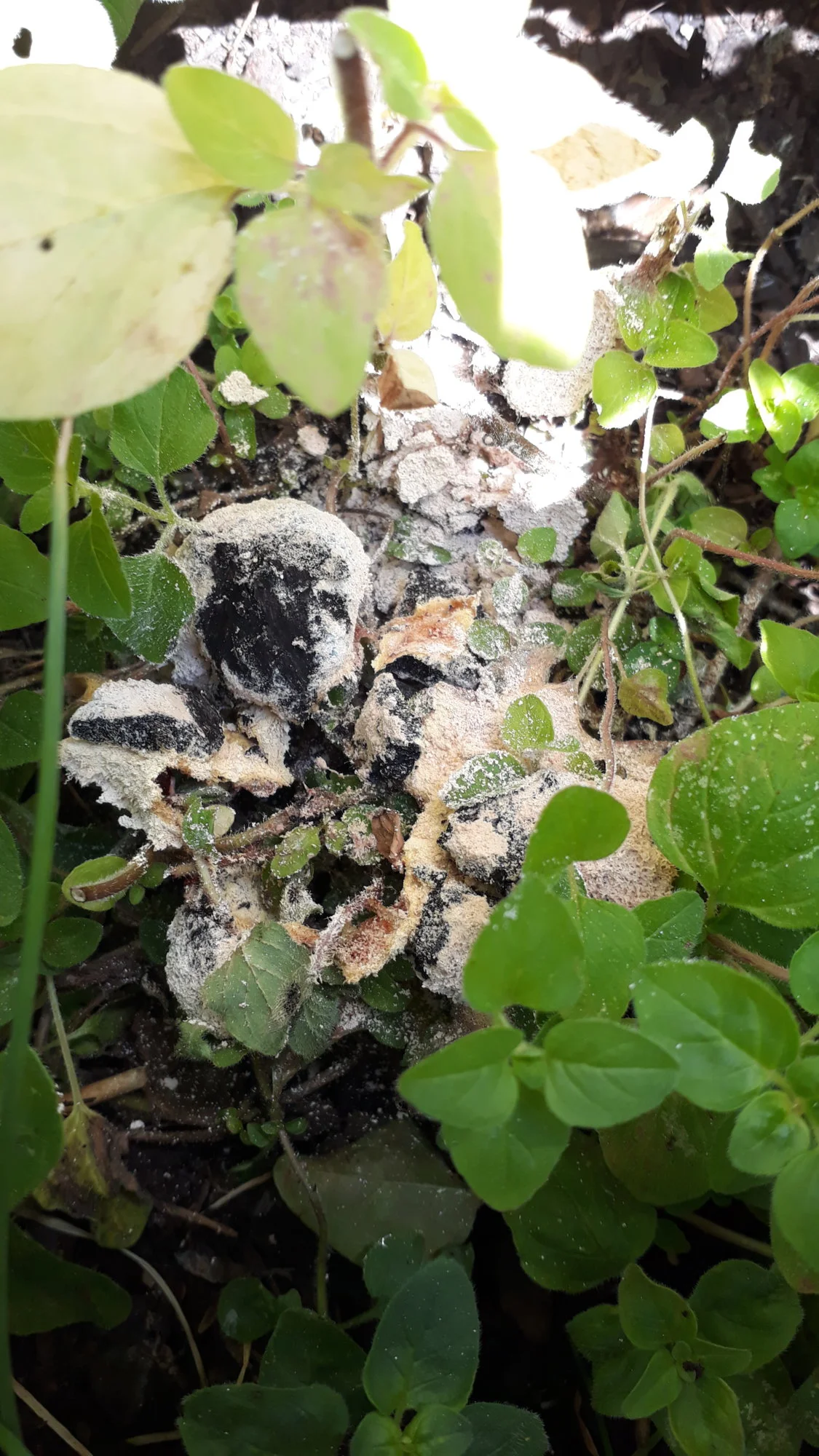 20190626_151054.webp
