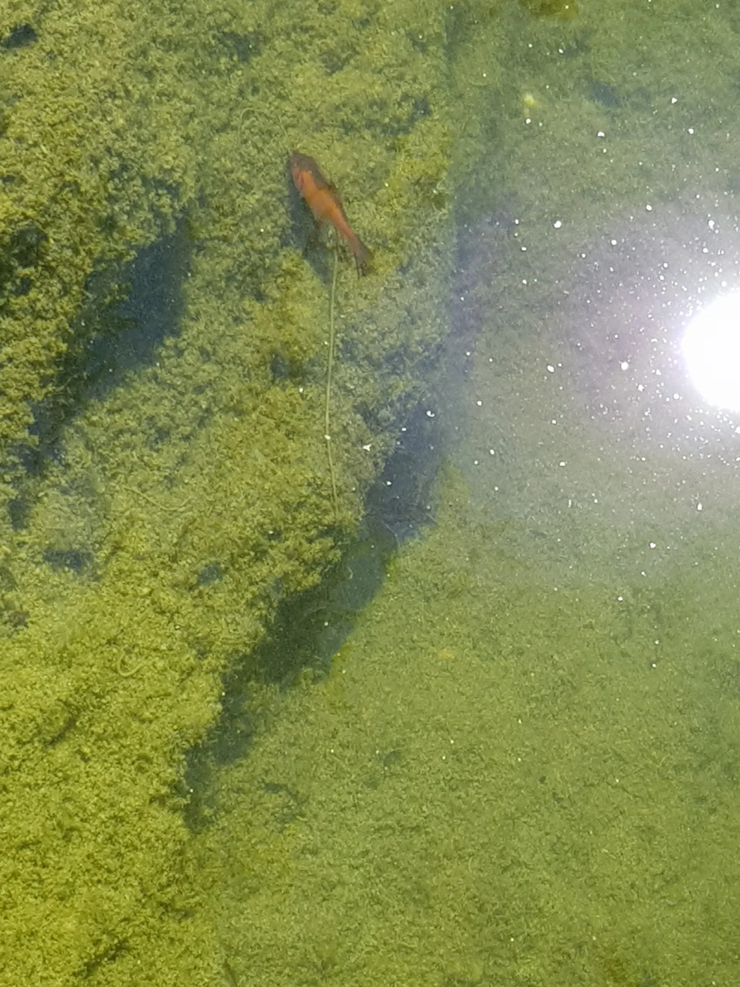 Langer weißer Faden bei Goldfischen im Teich