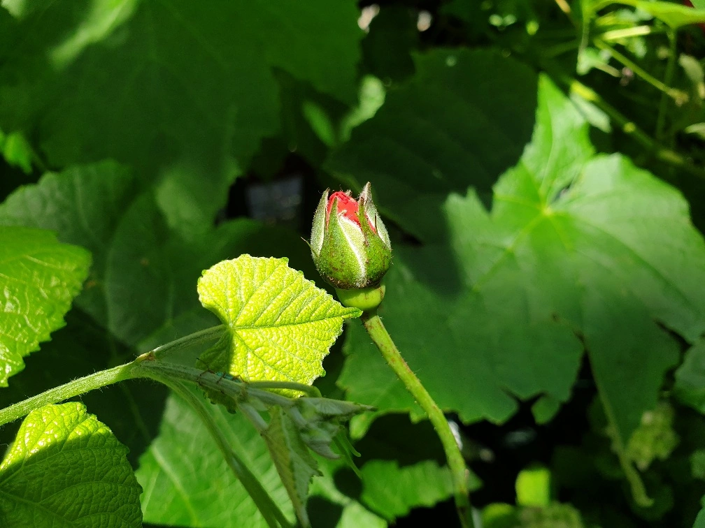 20190704_131200_resized.webp