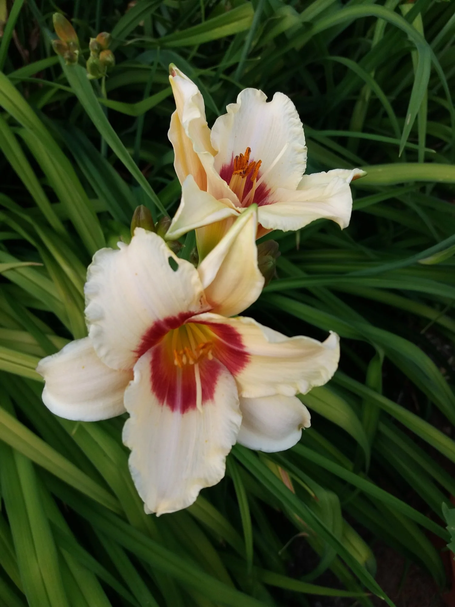 20190704_200830.webp