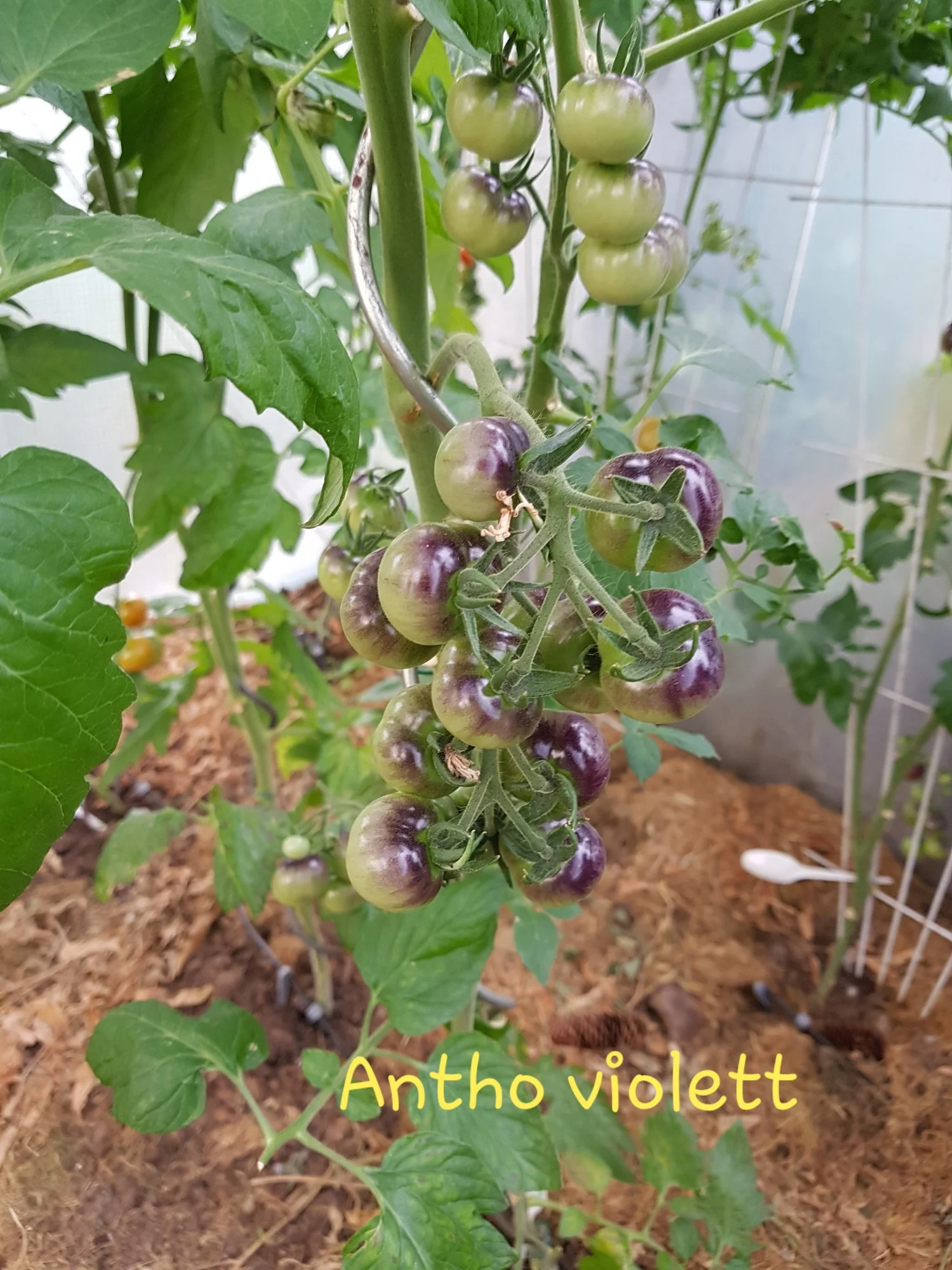 20190721_193539.webp