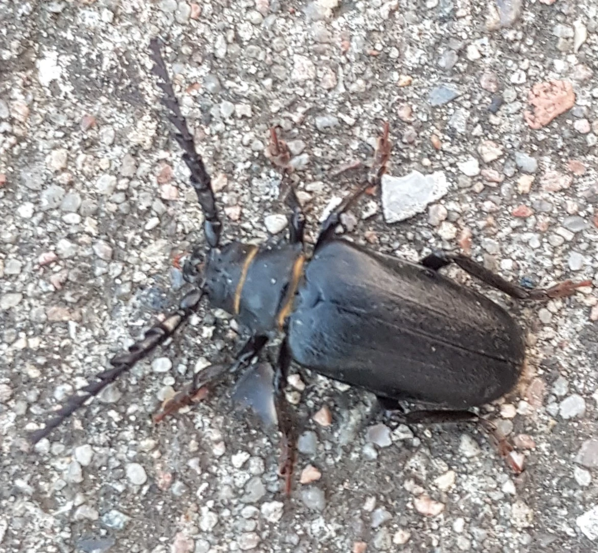 Großer schwarzer Käfer ohne Fühler Wie heisst dieses Tier