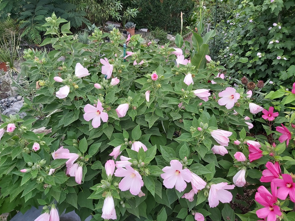 winterharte-mediterrane-exotische-gartenpflanzen-hausgarten