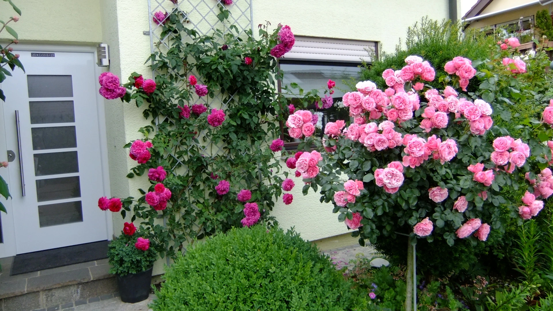 2019_0614rosen2019Juni0027.webp
