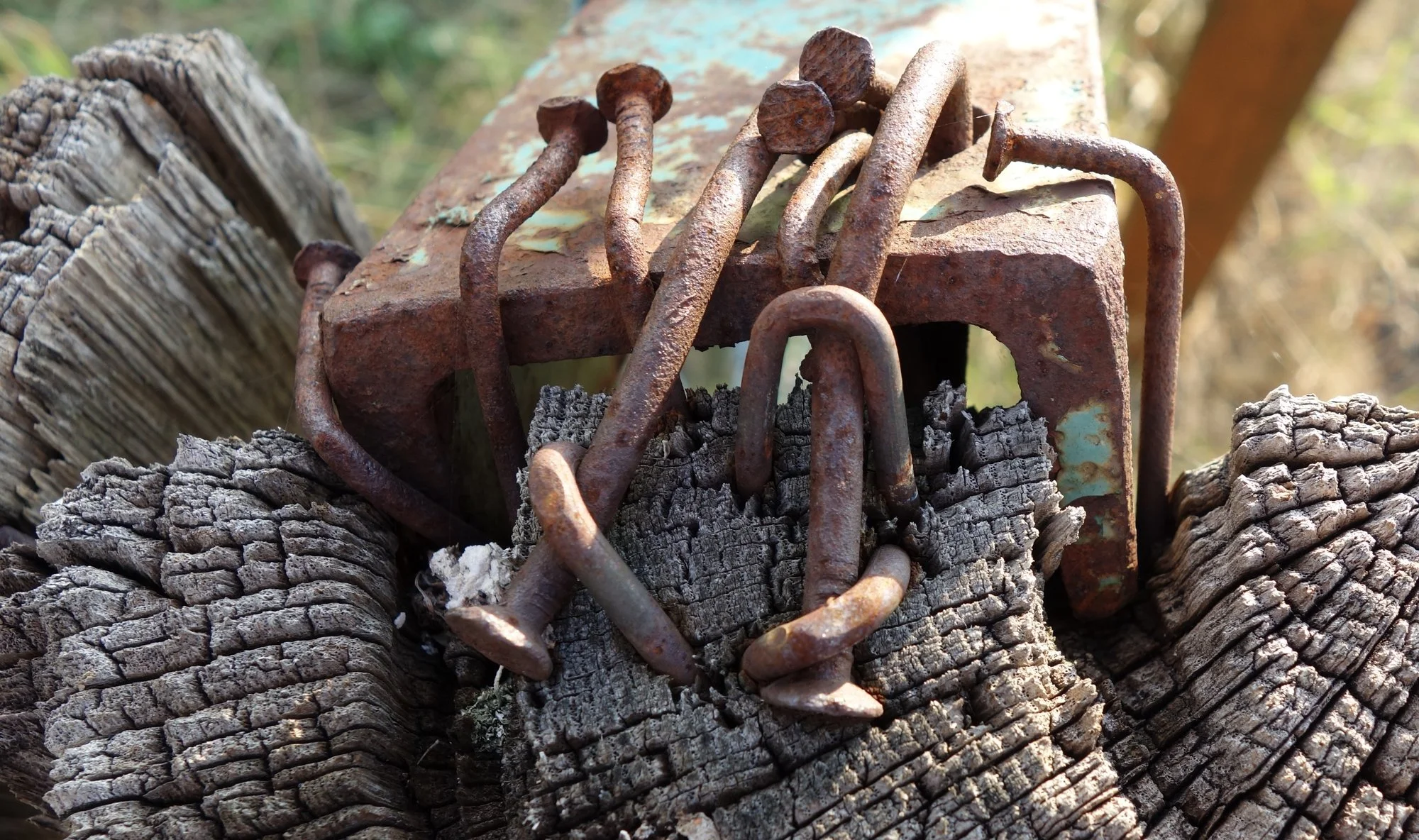 forum.hausgarten.net