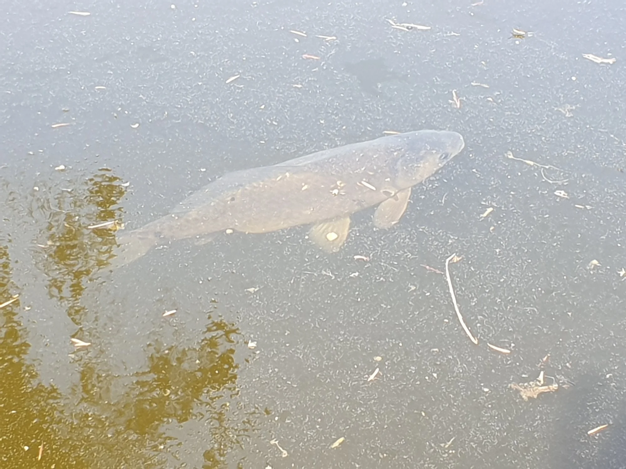 Fisch in meinem Teich