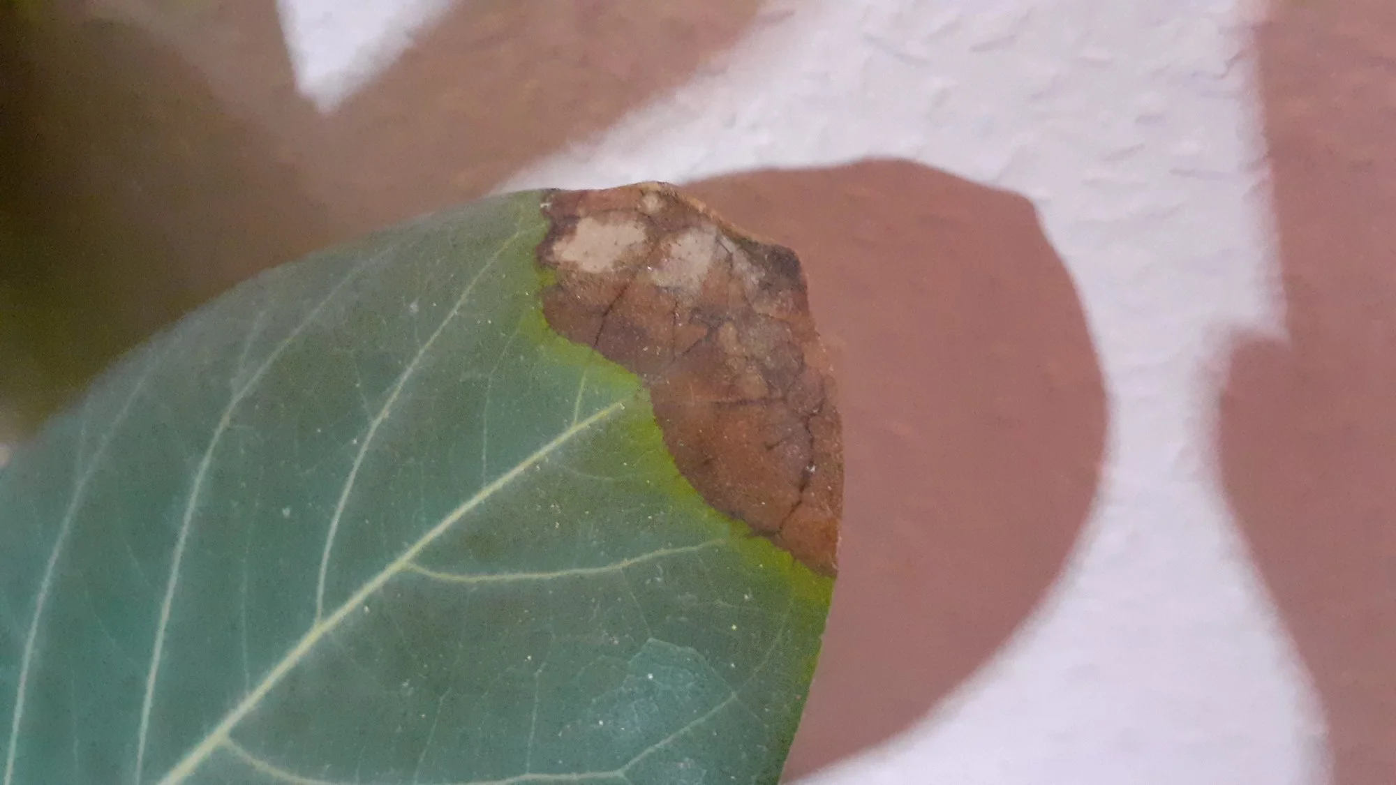 Ficus Elastica braune Blattspitzen abschneiden?