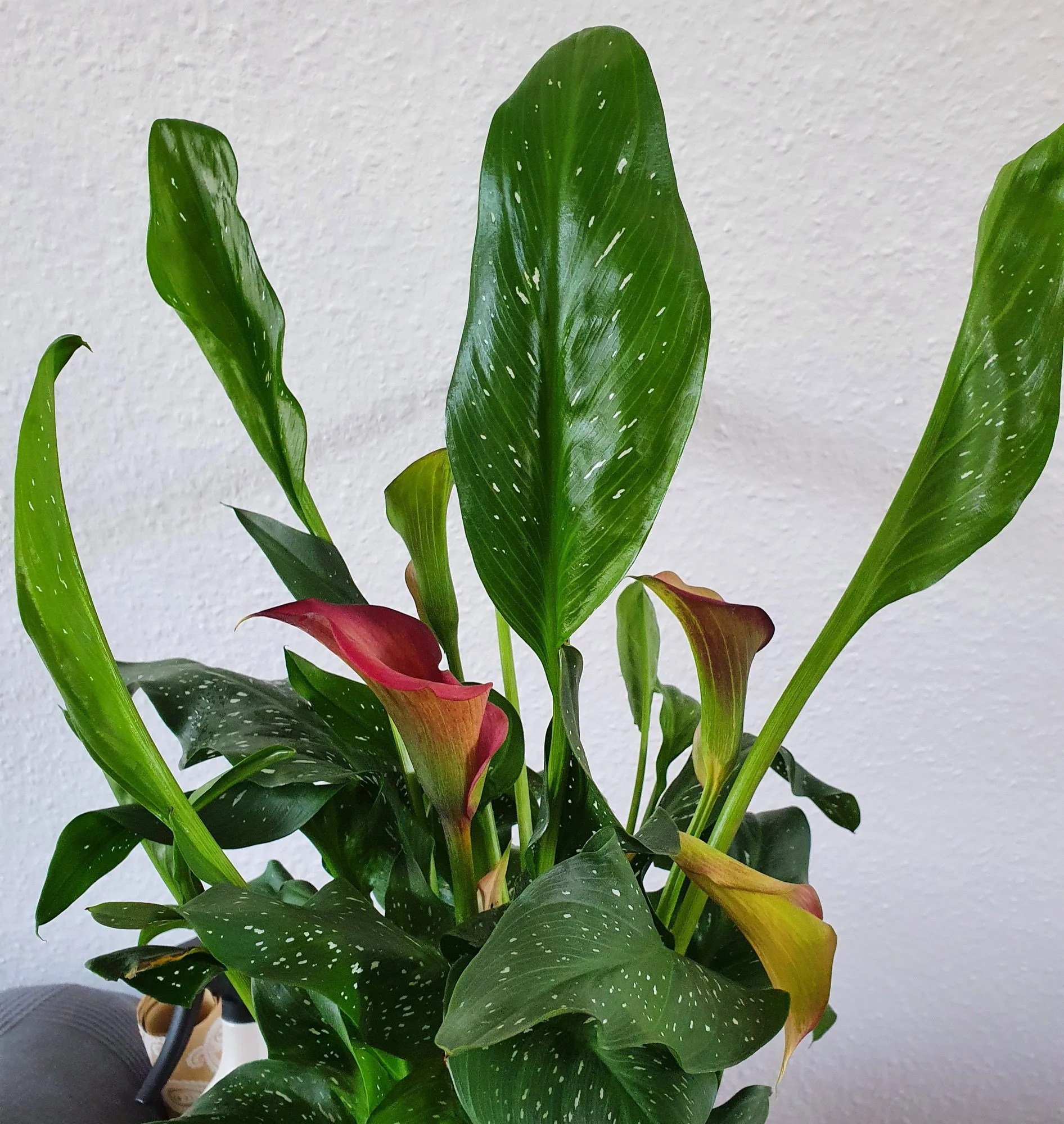 Hilfe, Zantedeschia elliottiana verliert Blüten im April! - Hausgarten.net