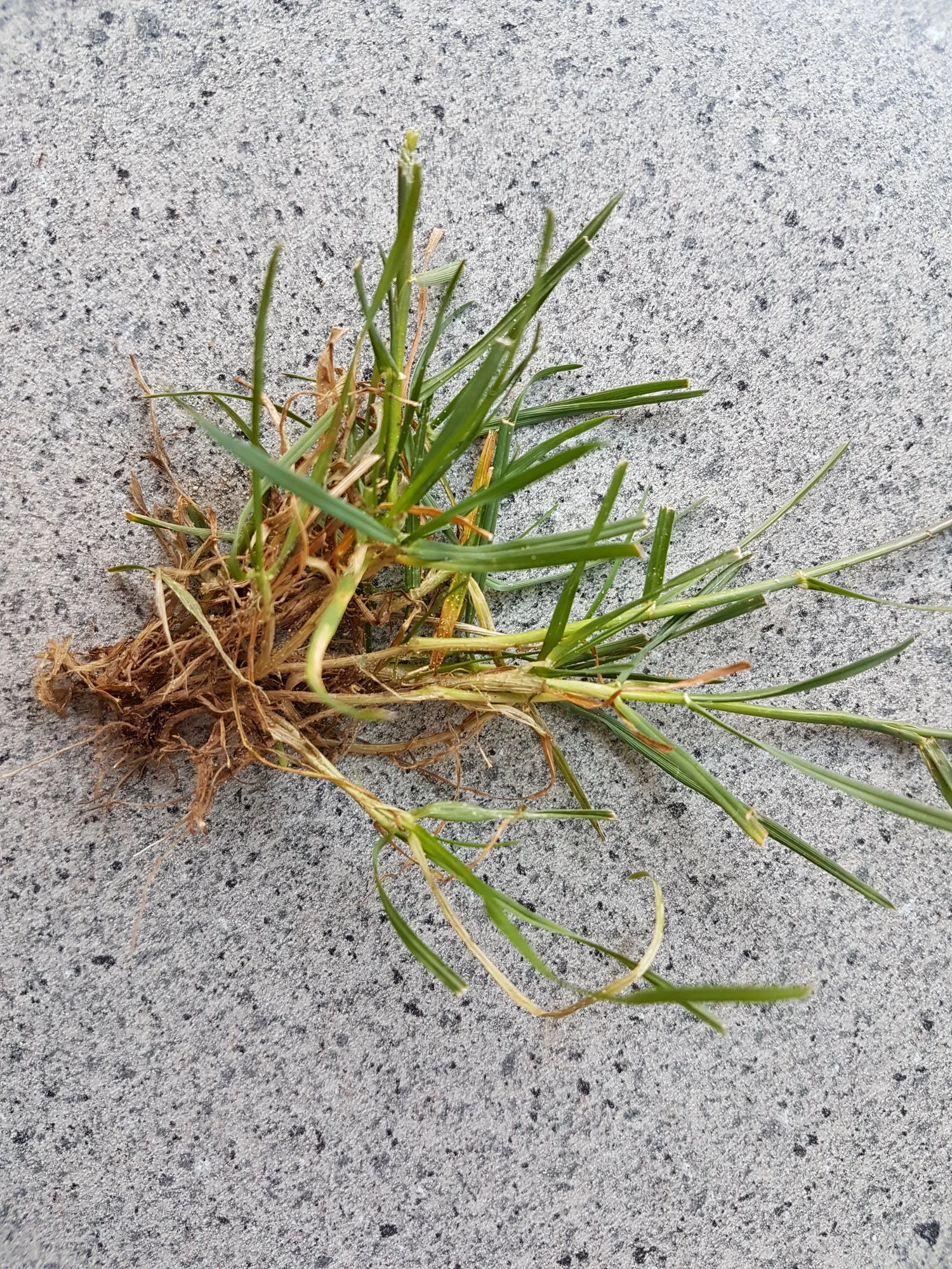 Kriechendes Gras im Rasen was ist es?