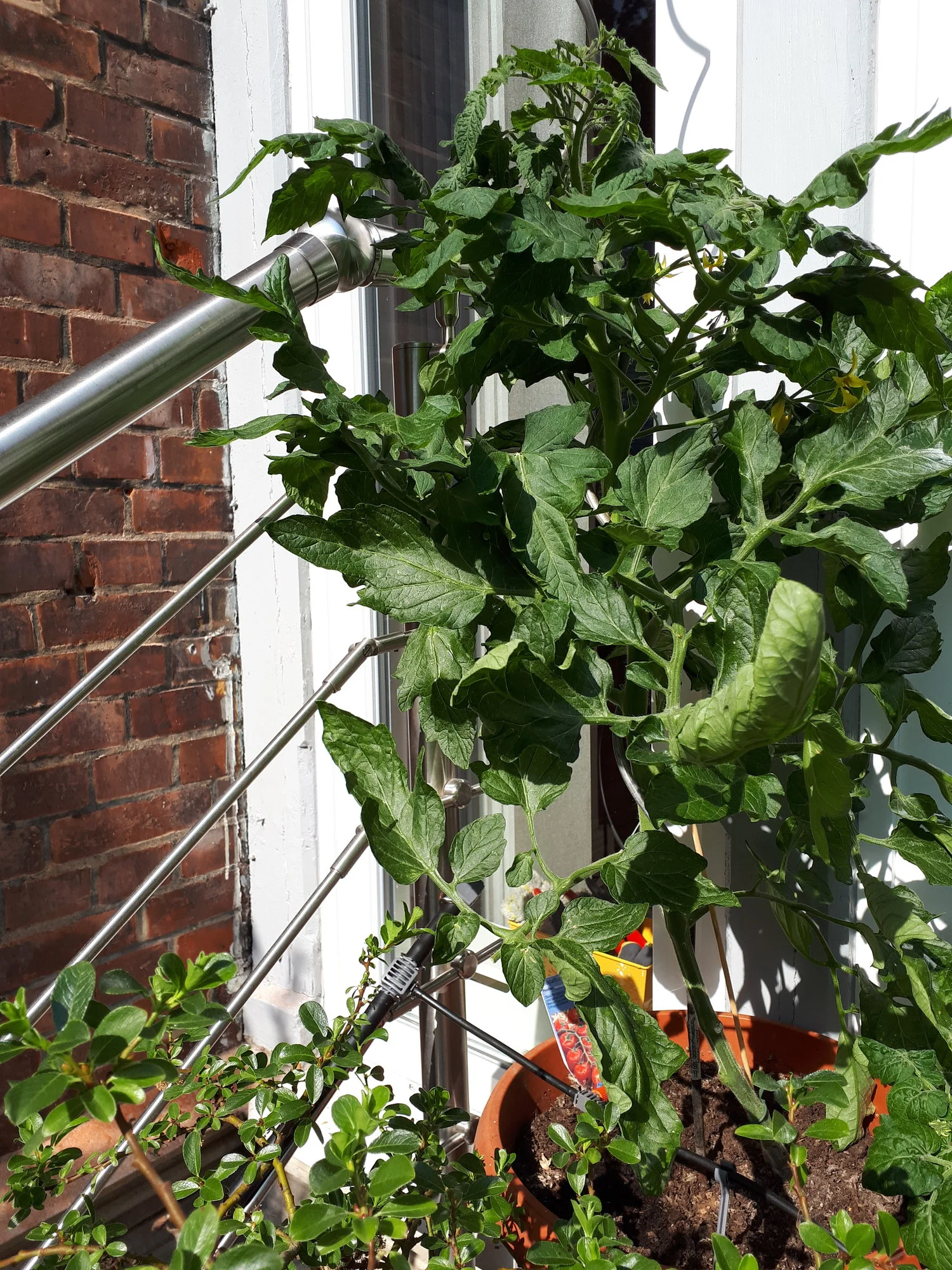 Tomatenpflanzen wachsen nicht weiter