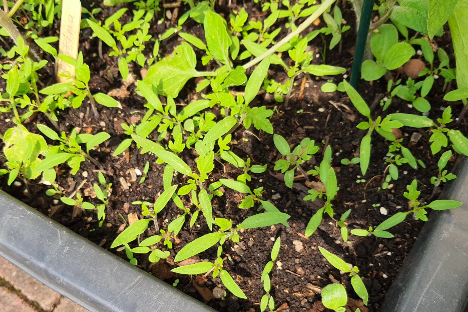 20200617_153830_crop_51.webp