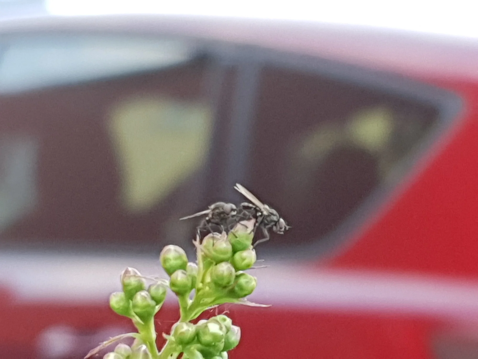 Viele Fliegen im Garten