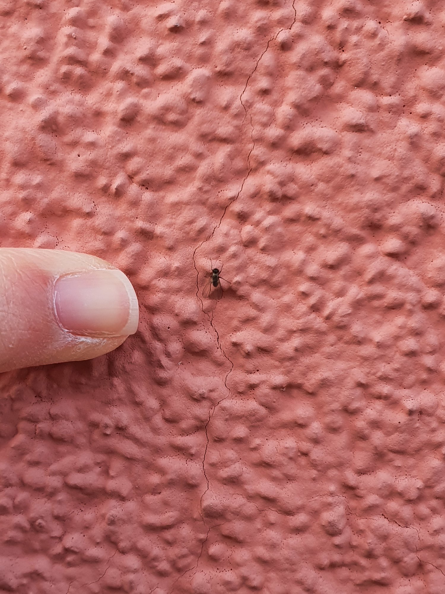 Viele Fliegen im Garten