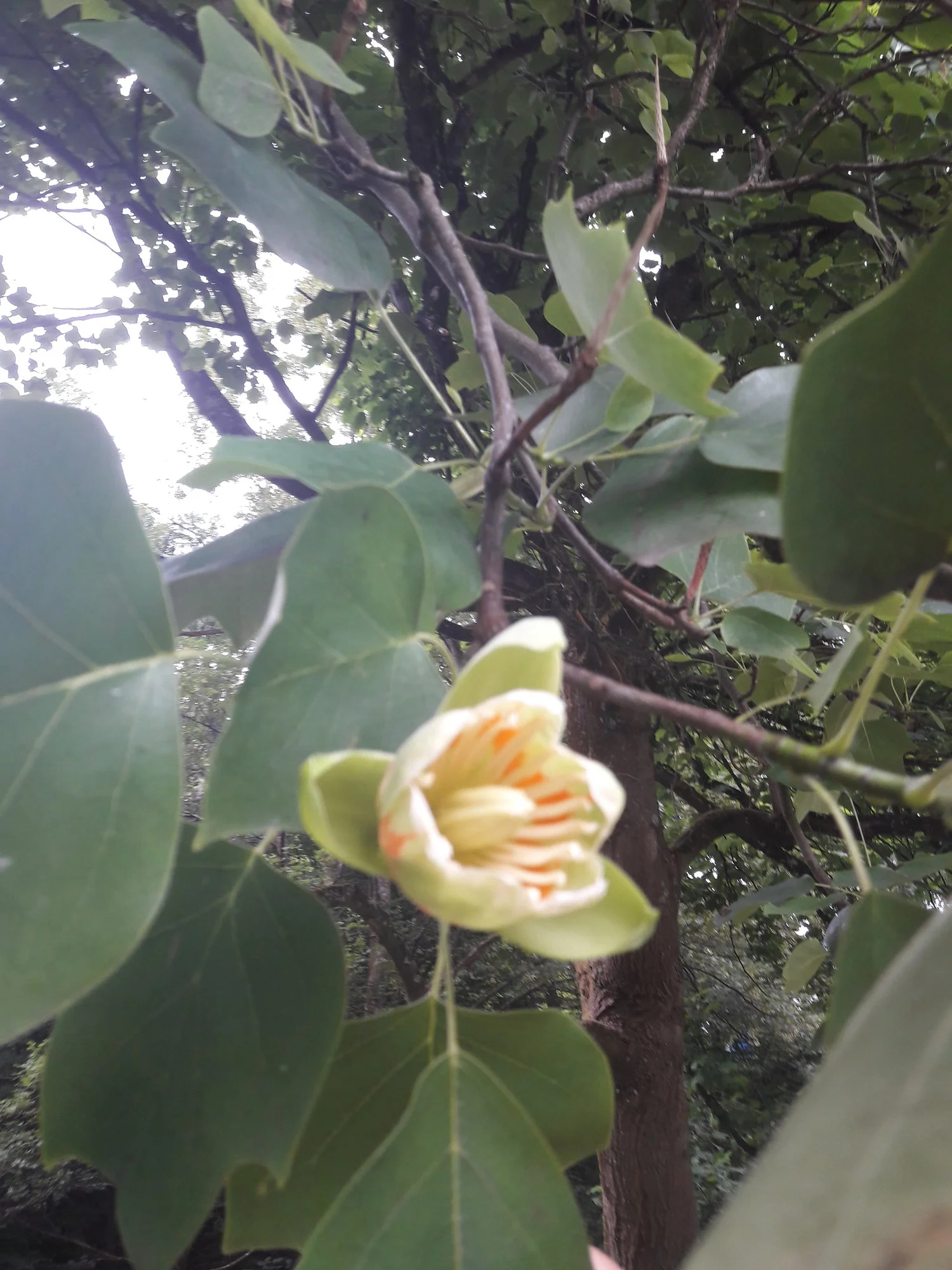 20200701_131817.jpg 20200701_131817.jpg