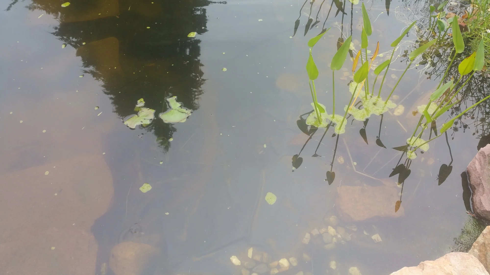 Grüner Schaum im Teich warum?