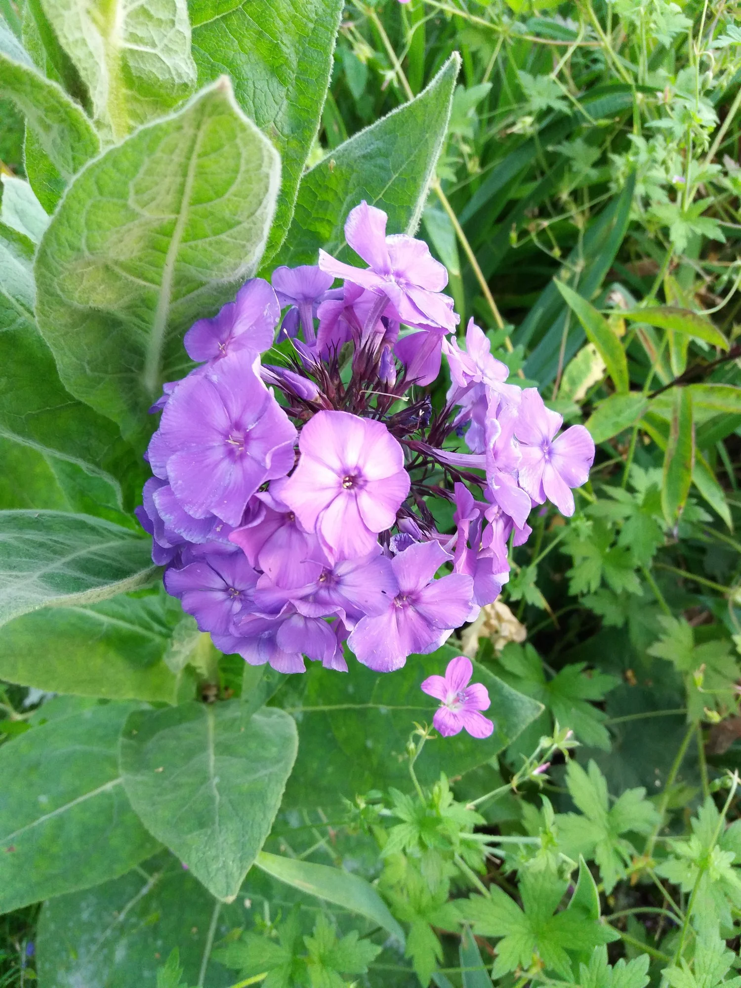 20200727_202659.webp
