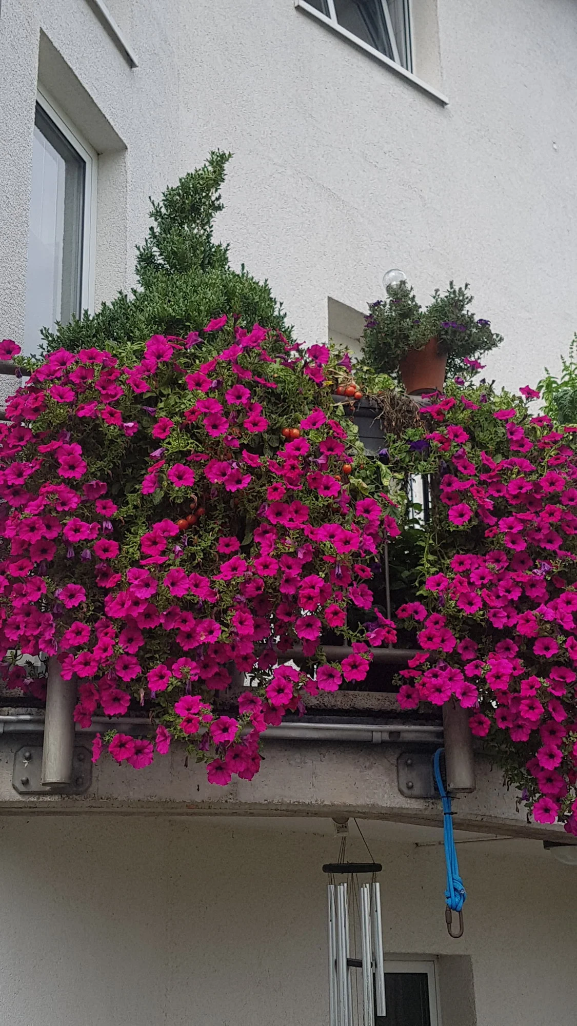 20200905_121555.jpg