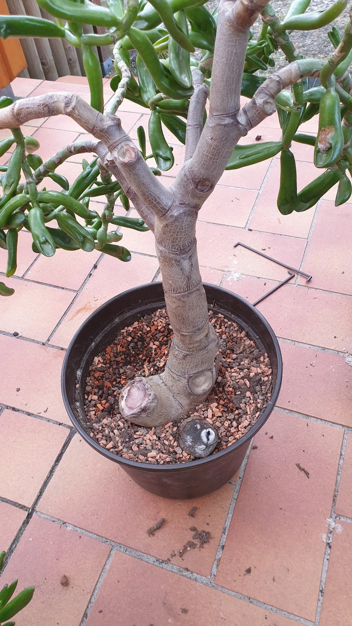 Pilzbefall am abgeschnittenen Stamm bei Crassula Ovata - Hausgarten.net