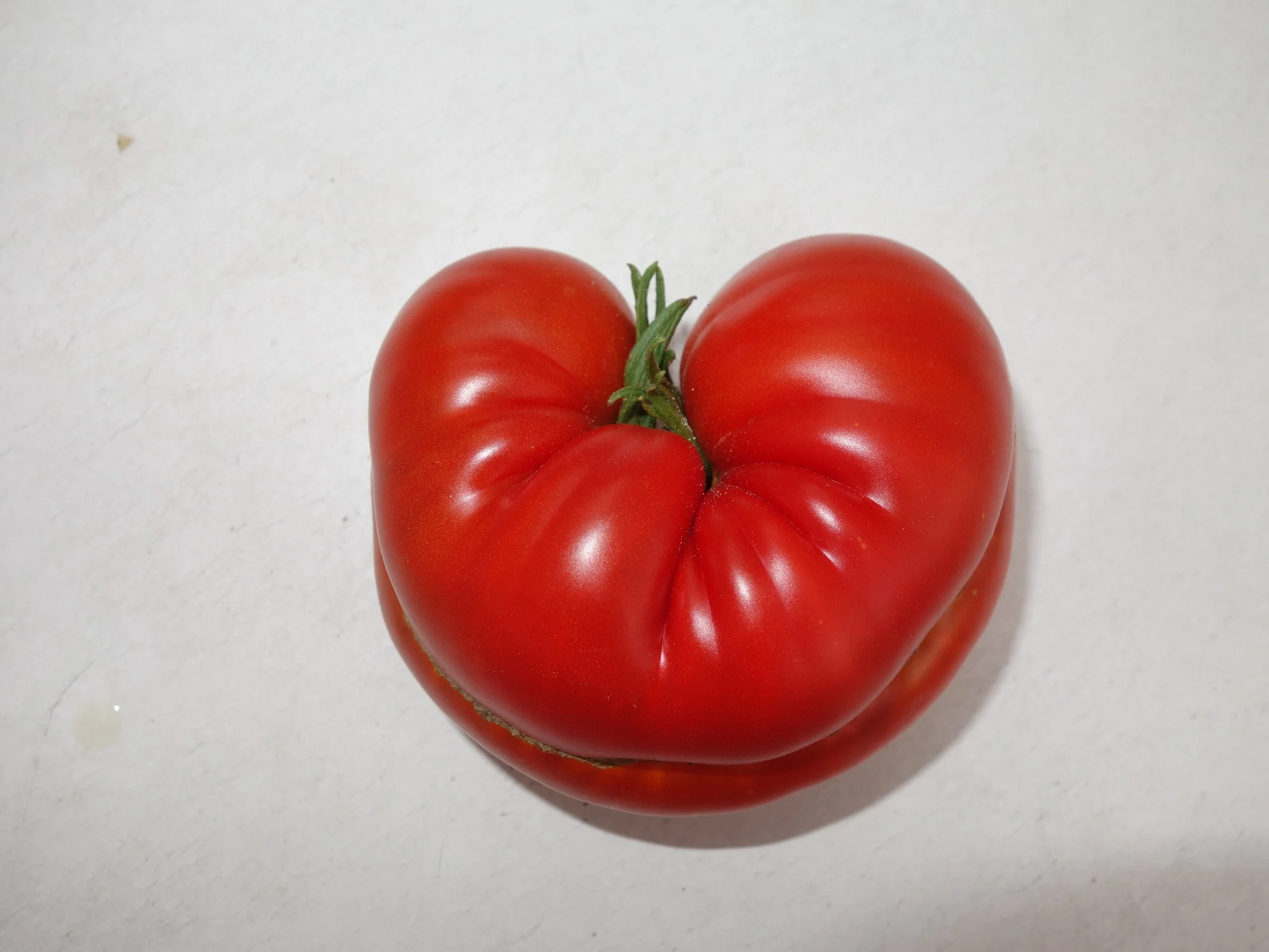 forum.hausgarten.net